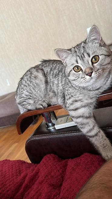 Şinşilla, Erkək, Cütləşmə üçün, Ünvandan götürmə lalafo.az -da Şinşilla, Erkək, Cütləşmə üçün, Ünvandan götürmə