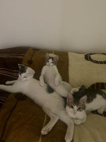 Yaxşı əllərə lalafo.az -da Yaxşı əllərə