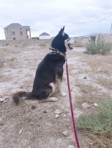 Xaski, 1 il, Erkek, Cütləşmə üçün lalafo.az -da Xaski, 1 il, Erkek, Cütləşmə üçün