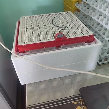 Inkubator latoklari lalafo.az -da Inkubator latoklari