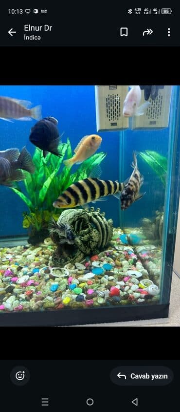 Leparrin vittais növ baliqdi zolaqlı sari qara.tecili satılır diye lalafo.az -da Leparrin vittais növ baliqdi zolaqlı sari qara.tecili satılır diye