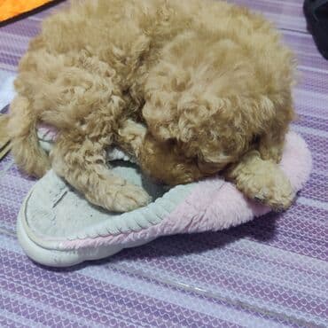 Pudel, 2 ay, Ünvandan götürmə lalafo.az -da Pudel, 2 ay, Ünvandan götürmə