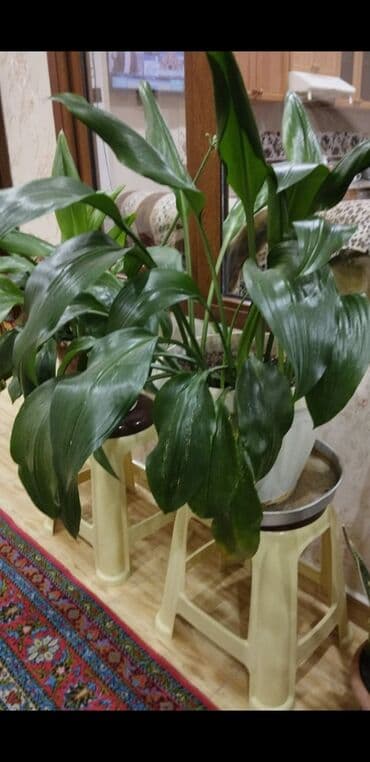 Otaq bitkisi – Aspidistra (Cast Iron Plant) - Böyük, sıx yarpaqlı lalafo.az -da Otaq bitkisi – Aspidistra (Cast Iron Plant) - Böyük, sıx yarpaqlı