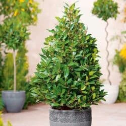 Удобрения: Dəfnə dəfnəsi toxumları
1 ədəd 20 qəpik at lalafo.az — 1 Удобрения: Dəfnə dəfnəsi toxumları
1 ədəd 20 qəpik — 1