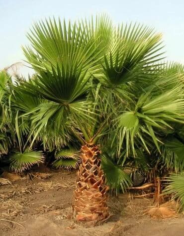 Məhsul: Yelpaq yarpaqlı xurma palmisi toxumları (fan‑leaf lalafo.az -da Məhsul: Yelpaq yarpaqlı xurma palmisi toxumları (fan‑leaf