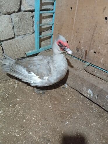 Salam tam orginal lavanda erkəyi satılır dişisi olmadiği üçün satıram lalafo.az -da Salam tam orginal lavanda erkəyi satılır dişisi olmadiği üçün satıram