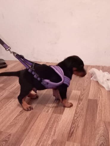 Rootvelir balasıdır təmiz ay yarımdır öz yeməyindən yeyir lalafo.az -da Rootvelir balasıdır təmiz ay yarımdır öz yeməyindən yeyir