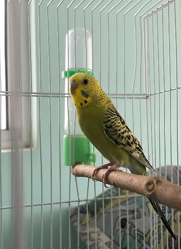 Yaşıl rəngli tutuquşu 10 azn Pirallahı Koroğlu çatdırılma var lalafo.az -da Yaşıl rəngli tutuquşu 10 azn Pirallahı Koroğlu çatdırılma var