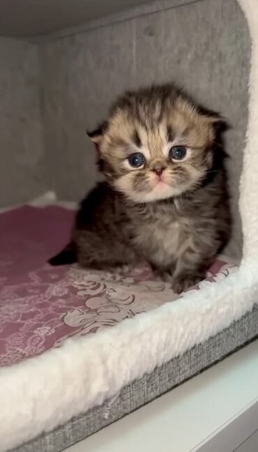 Qold şotland dişi balalar əzizləriniz üçün ən gözəl seçimdir😊🤌buyurun lalafo.az -da Qold şotland dişi balalar əzizləriniz üçün ən gözəl seçimdir😊🤌buyurun