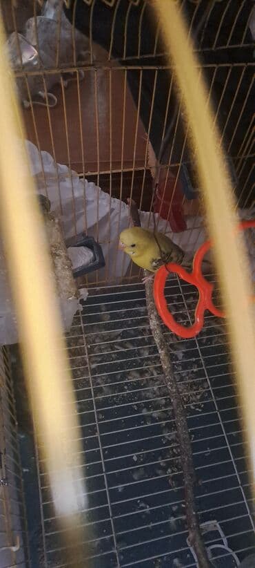 Salam hazir cutlerdi 4 eded korella hamisini alana 1 eded valnisdi lalafo.az -da Salam hazir cutlerdi 4 eded korella hamisini alana 1 eded valnisdi