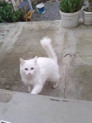 Gozel pişiklardi temiz saglam 👍ev pişiyidi butun tibden kecib lalafo.az -da Gozel pişiklardi temiz saglam 👍ev pişiyidi butun tibden kecib