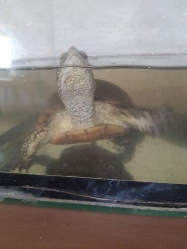 Akvateraryum üçün su tısbağası - Növ: su tısbağası (akvateraryumda lalafo.az -da Akvateraryum üçün su tısbağası - Növ: su tısbağası (akvateraryumda