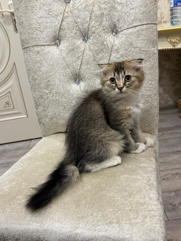 Qızıl şinşilla, Erkək, Yaxşı əllərə, Ünvandan götürmə lalafo.az -da Qızıl şinşilla, Erkək, Yaxşı əllərə, Ünvandan götürmə