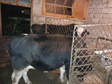 Dana, buzov, Erkək, Simental, ay: 12, Damazlıq, Ətlik lalafo.az -da Dana, buzov, Erkək, Simental, ay: 12, Damazlıq, Ətlik