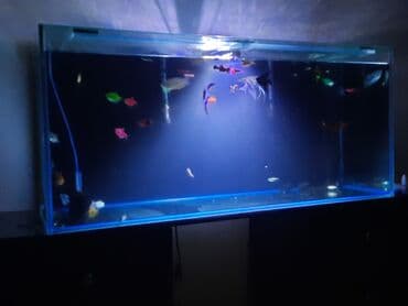 Baliklar satilir hamisi sulhsever baliklardi 1dene qizil balik,3 lalafo.az -da Baliklar satilir hamisi sulhsever baliklardi 1dene qizil balik,3