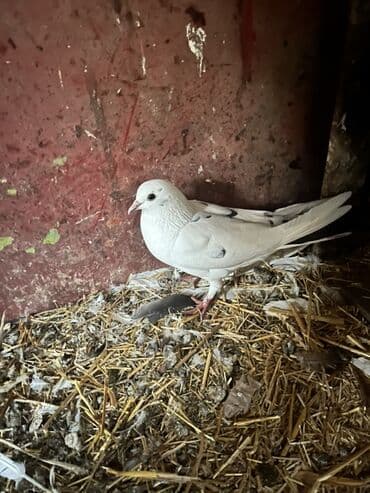 Məhsul: Güvənli uçuş və dekorativ görünüş üçün ev göyərçinləri lalafo.az -da Məhsul: Güvənli uçuş və dekorativ görünüş üçün ev göyərçinləri