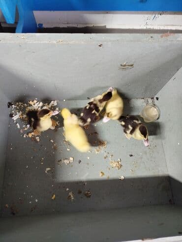 5ədəd lal ördək balası 5 ədədi 15manat qiymət son. 1həfdəlik lalafo.az -da 5ədəd lal ördək balası 5 ədədi 15manat qiymət son. 1həfdəlik