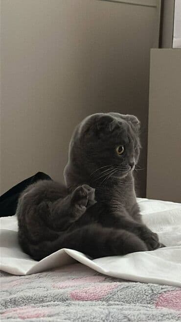 Sallaq qulaq dişi 1yaşi var sakit pişikdi satılır lalafo.az -da Sallaq qulaq dişi 1yaşi var sakit pişikdi satılır