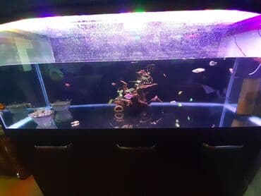 Akvarium-şkaf, 500 l lalafo.az -da Akvarium-şkaf, 500 l