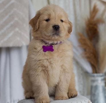 Retriever, Sənədli lalafo.az -da Retriever, Sənədli