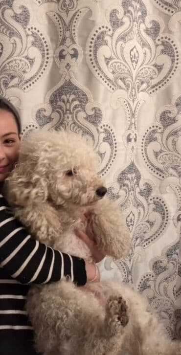 Pudel, 8 ay, Erkek, Sənədli, Pulsuz çatdırılma lalafo.az -da Pudel, 8 ay, Erkek, Sənədli, Pulsuz çatdırılma