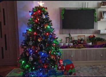 Yolka satilir ela veziyyetde - Hündürlük: təxminən 180 sm (foto lalafo.az -da Yolka satilir ela veziyyetde - Hündürlük: təxminən 180 sm (foto