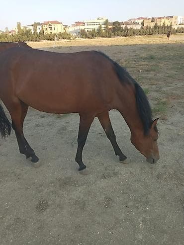 Dişi, il: 2, Ünvandan götürmə lalafo.az -da Dişi, il: 2, Ünvandan götürmə