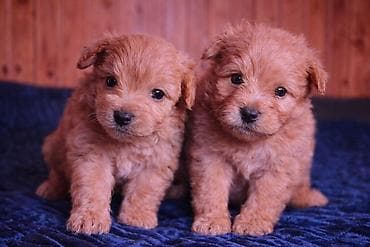 2 ay, Peyvəndli, Ünvandan götürmə lalafo.az -da 2 ay, Peyvəndli, Ünvandan götürmə