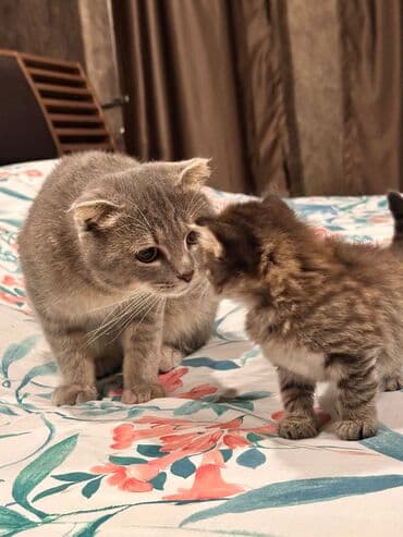 Britan, Erkək, Yaxşı əllərə, Ünvandan götürmə, Ödənişli çatdırılma lalafo.az -da Britan, Erkək, Yaxşı əllərə, Ünvandan götürmə, Ödənişli çatdırılma