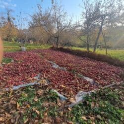 Əsil «Qızıləhmədi» alması satılır İsmayıllı rayonunda topdan satışdı lalafo.az -da Əsil «Qızıləhmədi» alması satılır İsmayıllı rayonunda topdan satışdı
