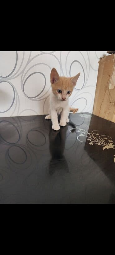 Pişik balası sahibləndirilir lalafo.az -da Pişik balası sahibləndirilir