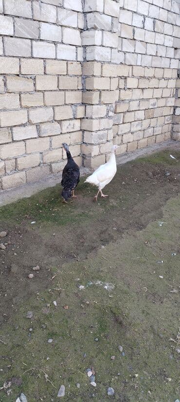 Məhsul: Hind toyuqları (2 ədəd) - Rəng: biri ağ, biri qara - Növ: ev lalafo.az -da Məhsul: Hind toyuqları (2 ədəd) - Rəng: biri ağ, biri qara - Növ: ev