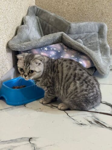 Şotland yastı qulaq lalafo.az -da Şotland yastı qulaq