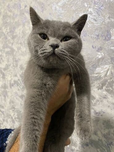 Britan, Dişi, Ödənişli çatdırılma lalafo.az -da Britan, Dişi, Ödənişli çatdırılma