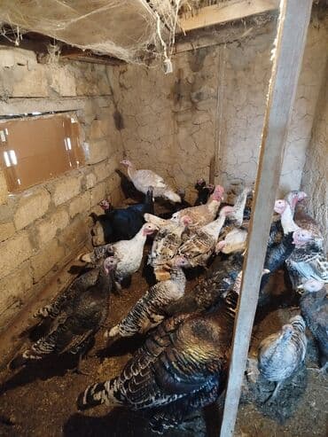 Erkək, Kanada, Amerika, Ətlik, Pulsuz çatdırılma lalafo.az -da Erkək, Kanada, Amerika, Ətlik, Pulsuz çatdırılma