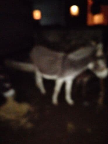 Eşşək südü satılır ünvan Bakınin Qobu qəsəbesi (göy öskürək qizilcanin lalafo.az -da Eşşək südü satılır ünvan Bakınin Qobu qəsəbesi (göy öskürək qizilcanin