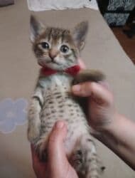 Реечные панели: Самец, Самка, В добрые руки at lalafo.az — 7 Реечные панели: Самец, Самка, В добрые руки — 7