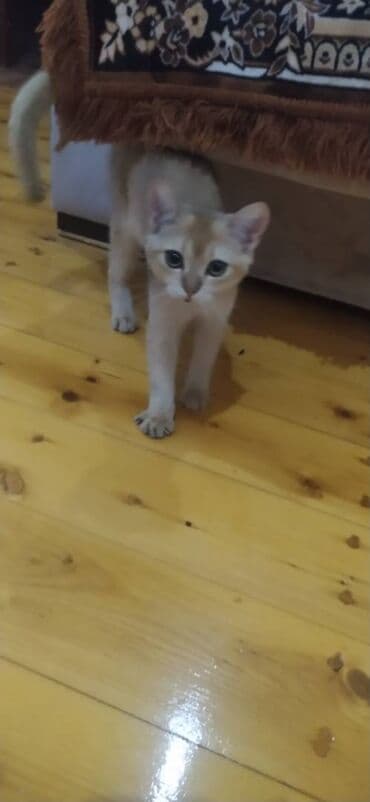 Şinşilla, Erkək lalafo.az -da Şinşilla, Erkək