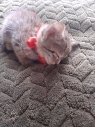 Реечные панели: Самец, Самка, В добрые руки at lalafo.az — 3 Реечные панели: Самец, Самка, В добрые руки — 3