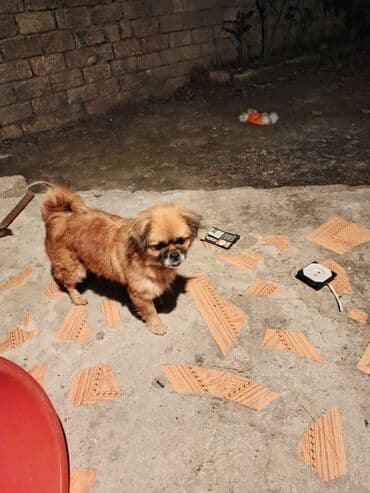 Pekines, Peyvəndli lalafo.az -da Pekines, Peyvəndli