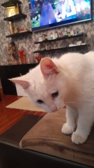 Dişi, Yaxşı əllərə, Ünvandan götürmə lalafo.az -da Dişi, Yaxşı əllərə, Ünvandan götürmə