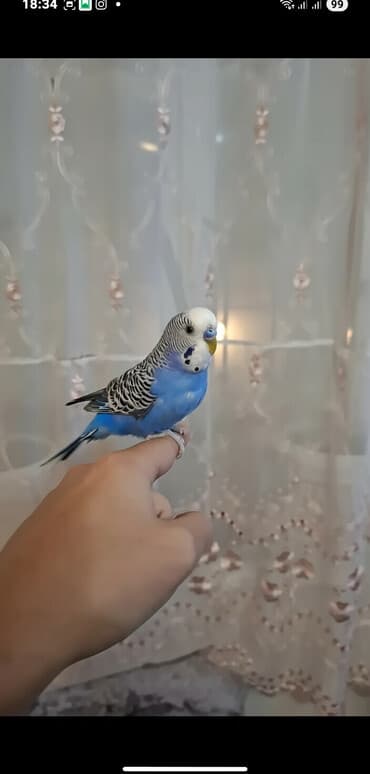 Əldə böyüyən quşdur əldən qəti qorxmur,diş atmır.Danışığa meyilli lalafo.az -da Əldə böyüyən quşdur əldən qəti qorxmur,diş atmır.Danışığa meyilli