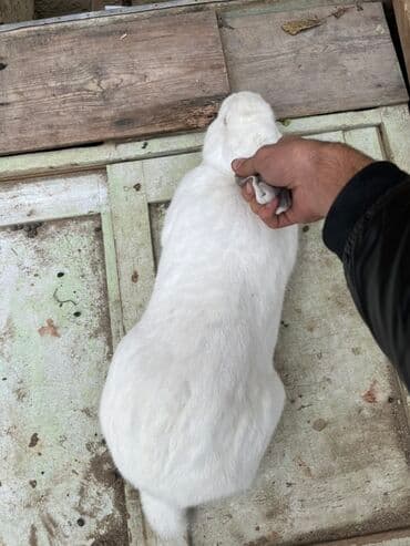 Qiymet 5 manatdan 27 manata kimi dir 5 manata balalar 10 manata erkey lalafo.az -da Qiymet 5 manatdan 27 manata kimi dir 5 manata balalar 10 manata erkey