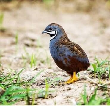 Məhsul: Çılı (bəzgəkli bildirçin) yumurtaları – inkubasiya üçün lalafo.az -da Məhsul: Çılı (bəzgəkli bildirçin) yumurtaları – inkubasiya üçün