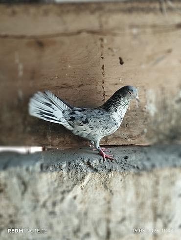 It kimi qizgin əbrəs erkey tam saglamdi
unvan zabrat lalafo.az -da It kimi qizgin əbrəs erkey tam saglamdi
unvan zabrat