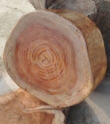 Təmiz, laklanmış kötüklər, 10 manat lalafo.az -da Təmiz, laklanmış kötüklər, 10 manat