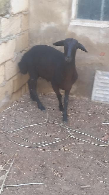 Salam qara erkey quzu lalafo.az -da Salam qara erkey quzu