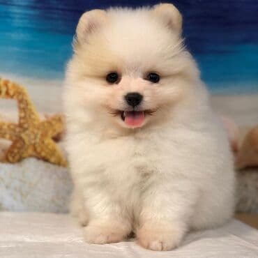 Şpitz, 2 ay, Erkek, Sənədli, Pulsuz çatdırılma lalafo.az -da Şpitz, 2 ay, Erkek, Sənədli, Pulsuz çatdırılma