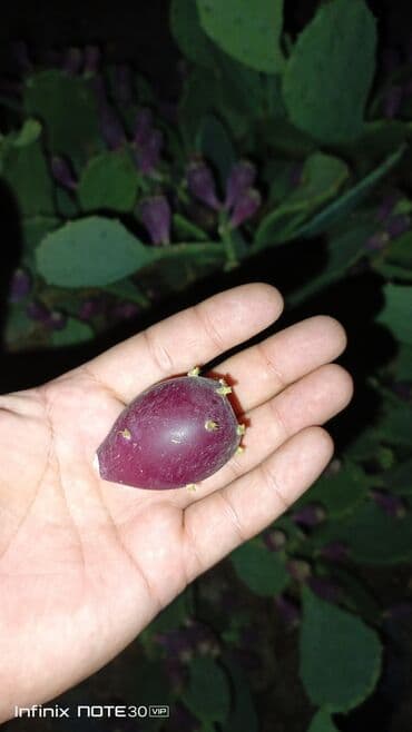 Kaktus opuntia meyvesi baki 1 kq 10 manat lalafo.az -da Kaktus opuntia meyvesi baki 1 kq 10 manat