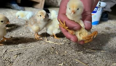 Toyuq cücələri, Damazlıq, Pulsuz çatdırılma lalafo.az -da Toyuq cücələri, Damazlıq, Pulsuz çatdırılma